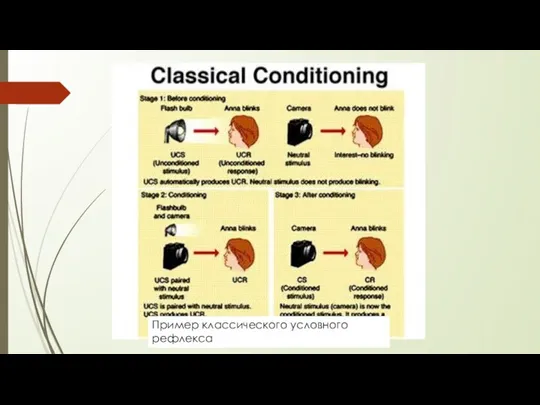 Пример классического условного рефлекса