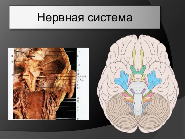 Нервная система