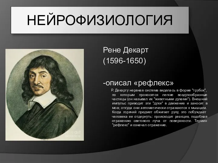 НЕЙРОФИЗИОЛОГИЯ Рене Декарт (1596-1650) -описал «рефлекс» Р. Декарту нервная система виделась в форме