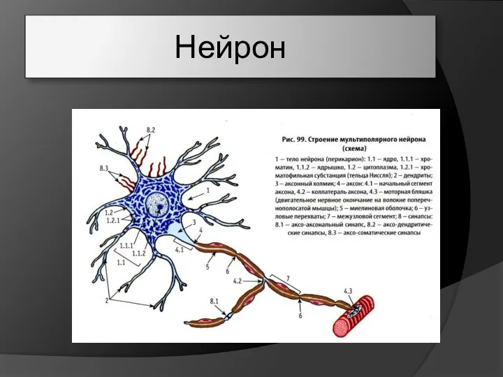 Нейрон