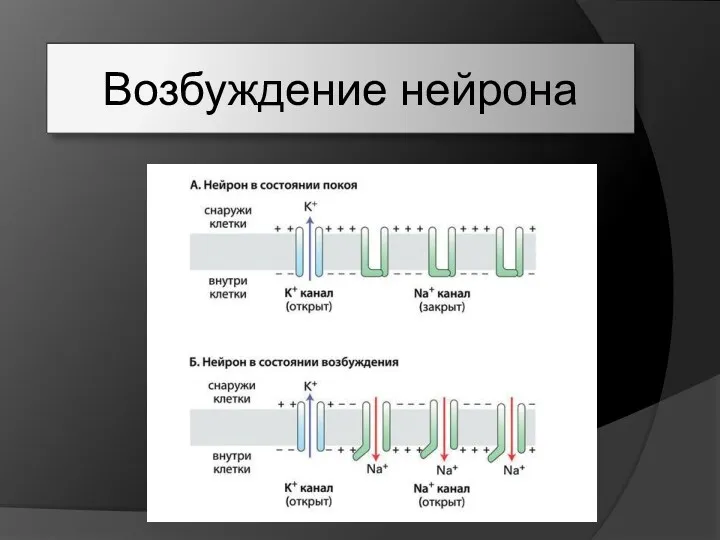 Возбуждение нейрона