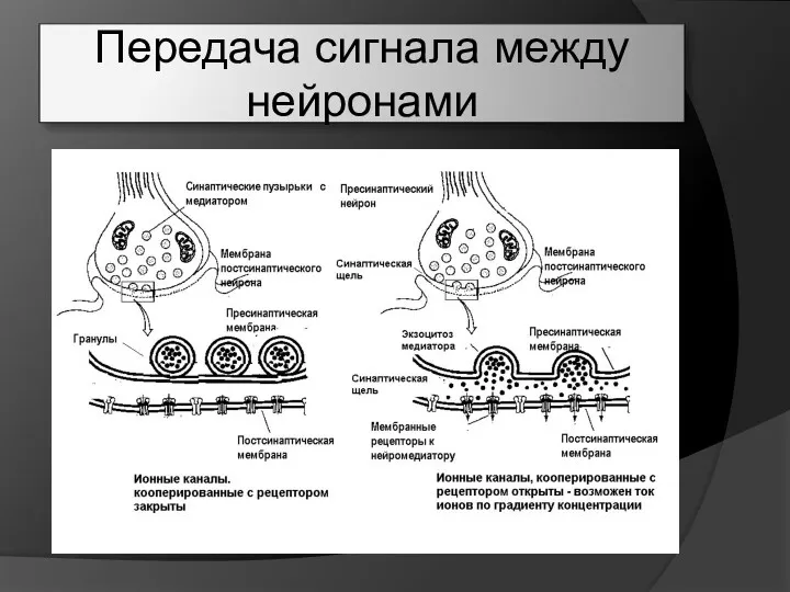 Передача сигнала между нейронами