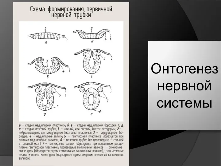 Онтогенез нервной системы