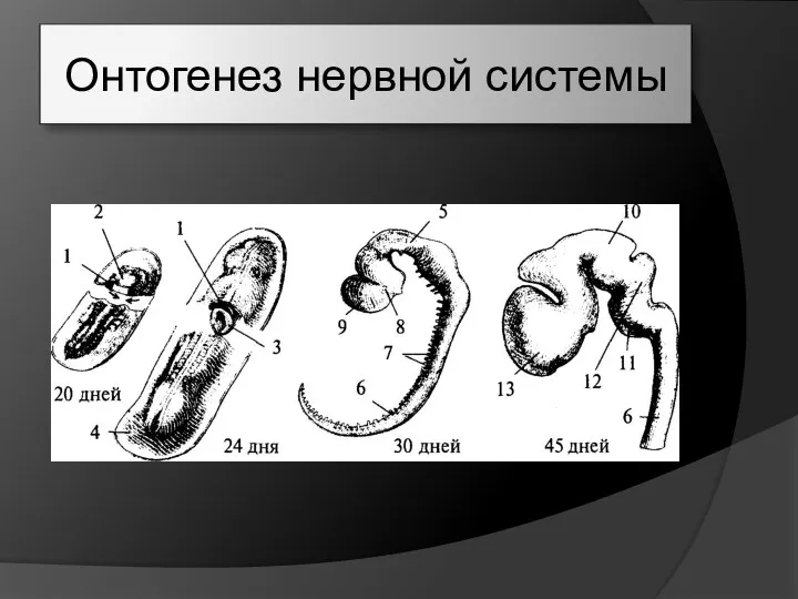 Онтогенез нервной системы