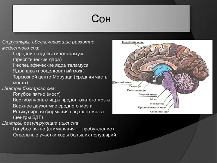 Сон Структуры, обеспечивающие развитие медленного сна: Передние отделы гипоталамуса (преоптические ядра) Неспецифические ядра