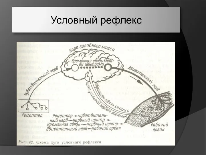 Условный рефлекс