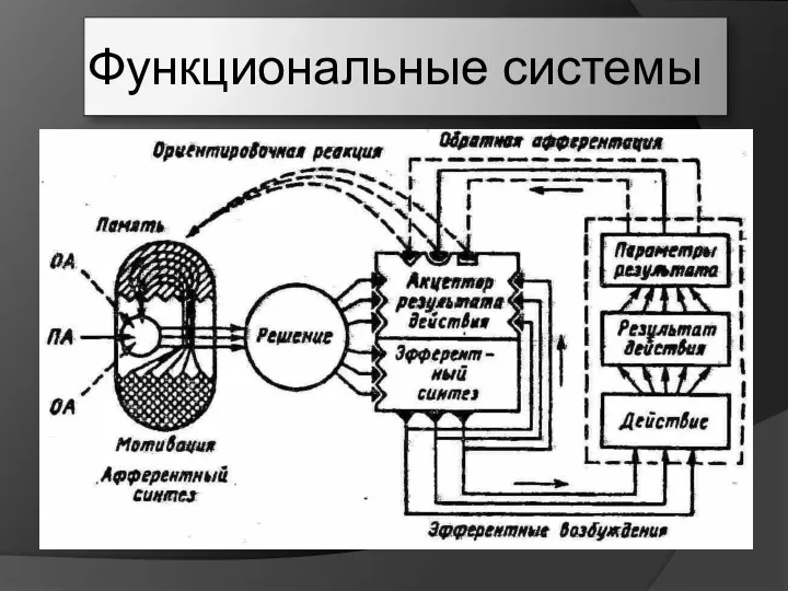 Функциональные системы