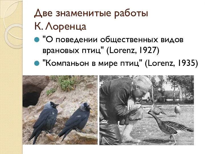 Две знаменитые работы К. Лоренца "О поведении общественных видов врановых