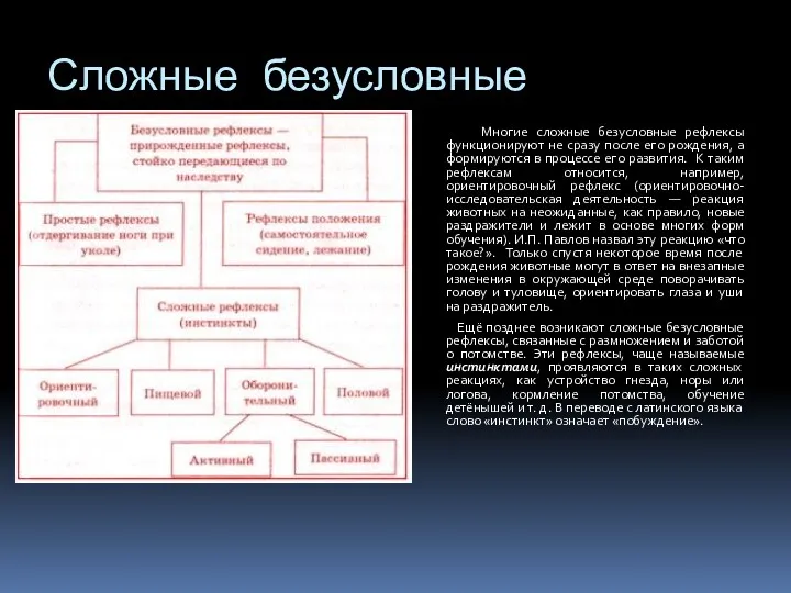 Сложные безусловные рефлексы Многие сложные безусловные рефлексы функционируют не сразу