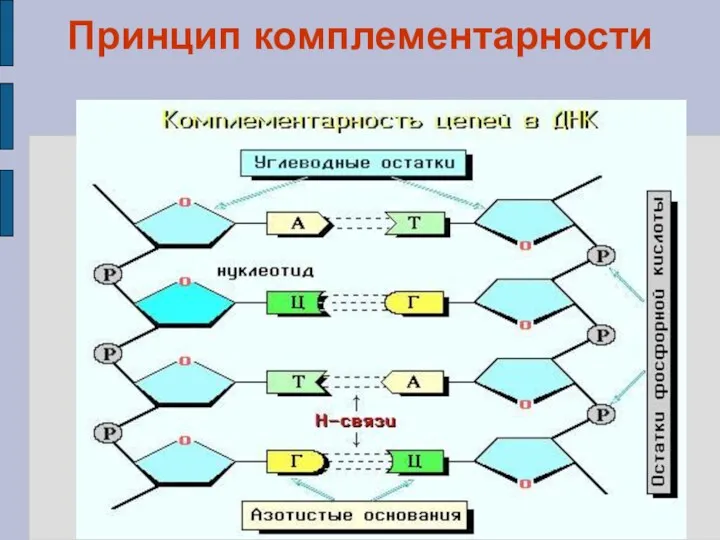 Принцип комплементарности