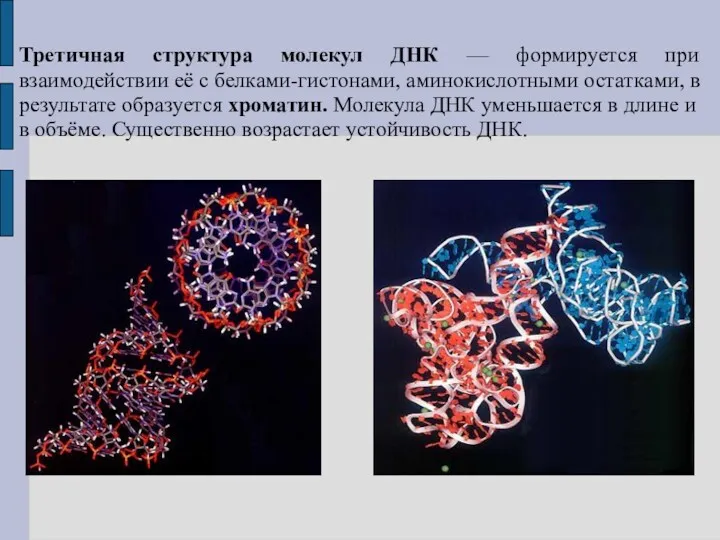 Третичная структура молекул ДНК — формируется при взаимодействии её с