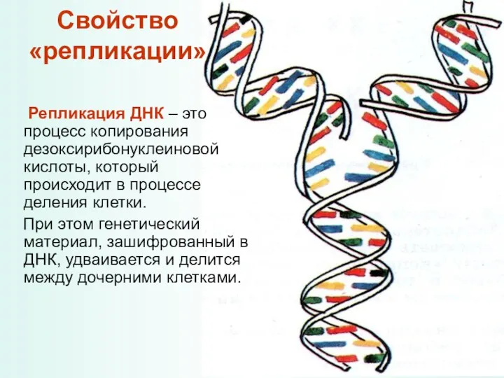 Свойство «репликации» Репликация ДНК – это процесс копирования дезоксирибонуклеиновой кислоты,