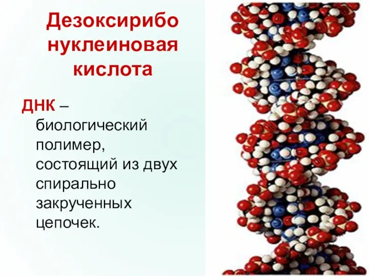 Дезоксирибо нуклеиновая кислота ДНК –биологический полимер, состоящий из двух спирально закрученных цепочек.