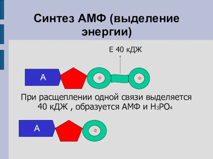 Синтез АМФ (выделение энергии) Е 40 кДЖ А Ф Ф