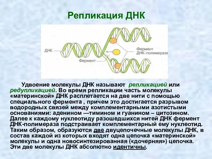 Репликация ДНК Удвоение молекулы ДНК называют репликацией или редупликацией. Во