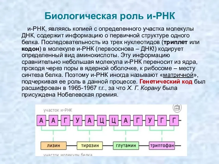 Биологическая роль и-РНК и-РНК, являясь копией с определенного участка молекулы