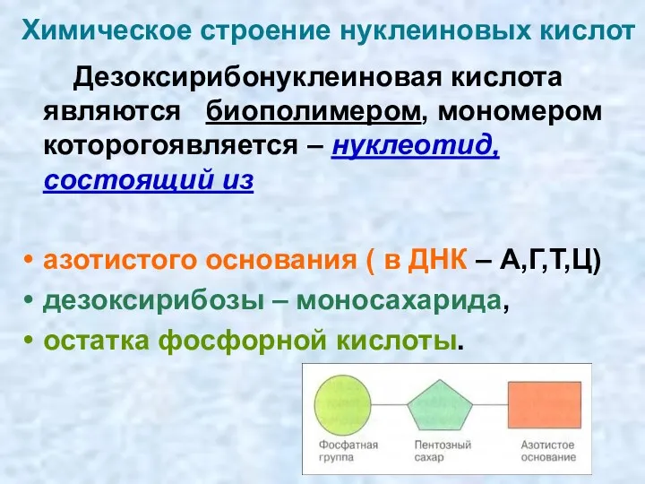 Химическое строение нуклеиновых кислот Дезоксирибонуклеиновая кислота являются биополимером, мономером которогоявляется