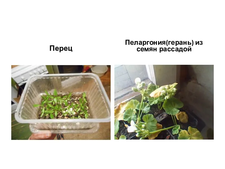 Перец Пеларгония(герань) из семян рассадой