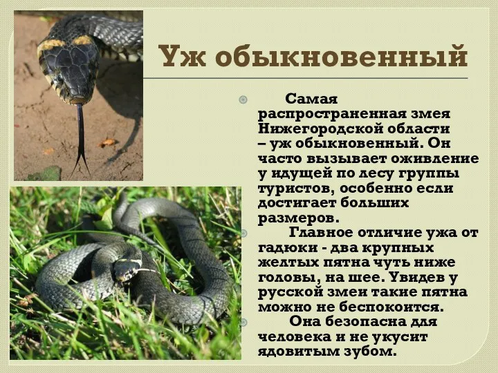 Уж обыкновенный Самая распространенная змея Нижегородской области – уж обыкновенный. Он часто вызывает