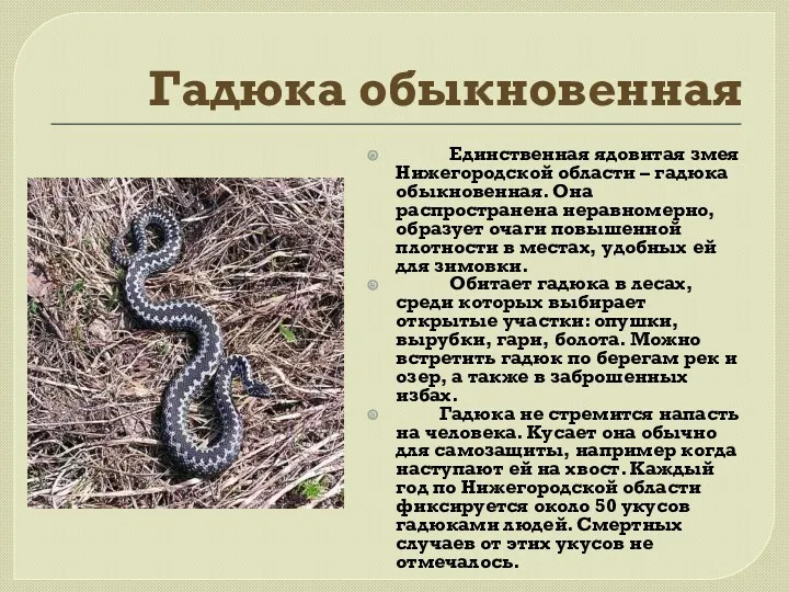Гадюка обыкновенная Единственная ядовитая змея Нижегородской области – гадюка обыкновенная. Она распространена неравномерно,
