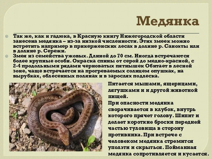 Медянка Так же, как и гадюка, в Красную книгу Нижегородской области занесена медянка