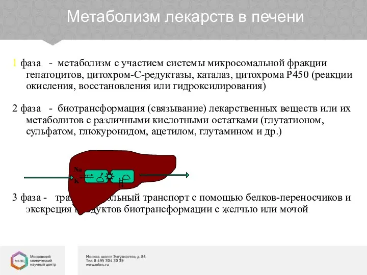 1 фаза - метаболизм с участием системы микросомальной фракции гепатоцитов, цитохром-С-редуктазы, каталаз, цитохрома