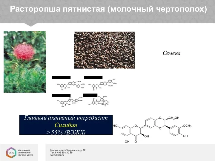 Расторопша пятнистая (молочный чертополох) Семена Главный активный ингредиент Силибин ≥ 55% (ВЭЖХ)