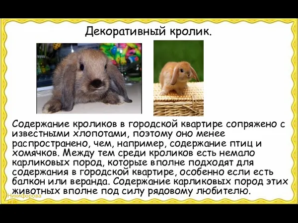 Декоративный кролик. Содержание кроликов в городской квартире сопряжено с известными