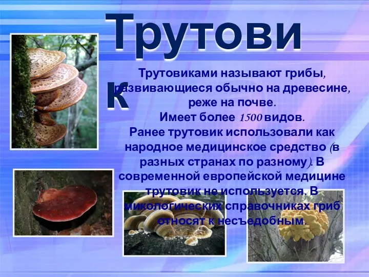Трутовик Трутовиками называют грибы, развивающиеся обычно на древесине, реже на
