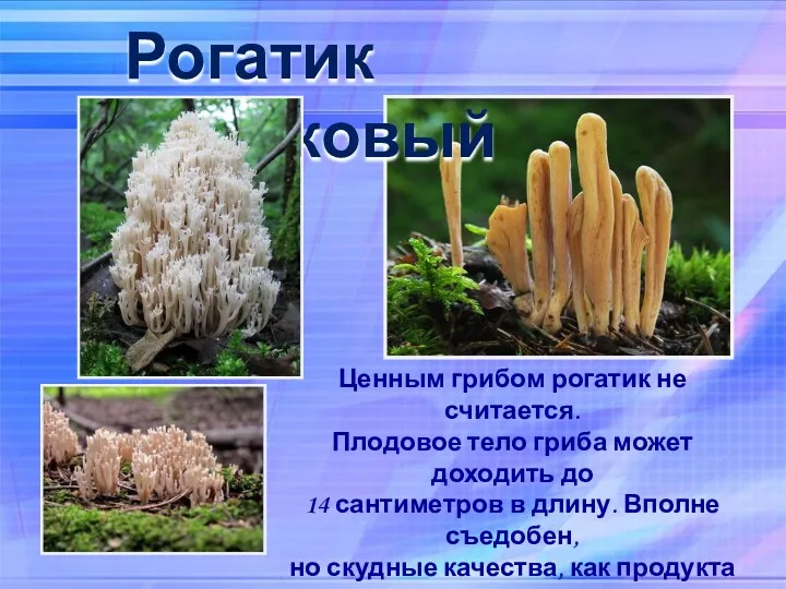 Рогатик язычковый Ценным грибом рогатик не считается. Плодовое тело гриба