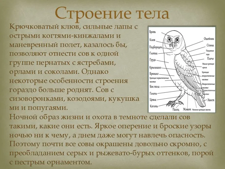 Строение тела Ночной образ жизни и охота в темноте сделали