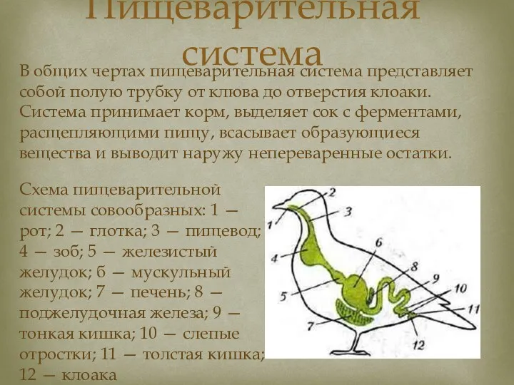 Пищеварительная система В общих чертах пищеварительная система представляет собой полую