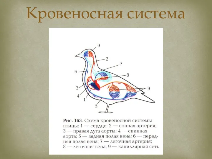 Кровеносная система