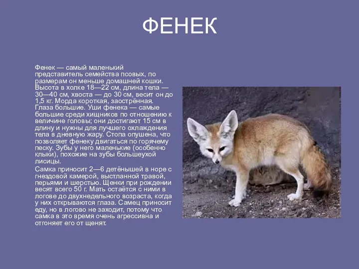 ФЕНЕК Фенек — самый маленький представитель семейства псовых, по размерам