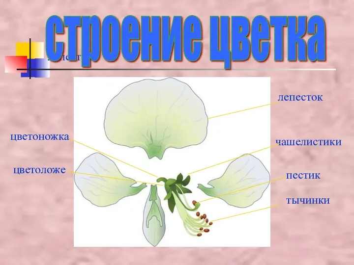 лепесток строение цветка лепесток тычинки пестик чашелистики цветоложе цветоножка