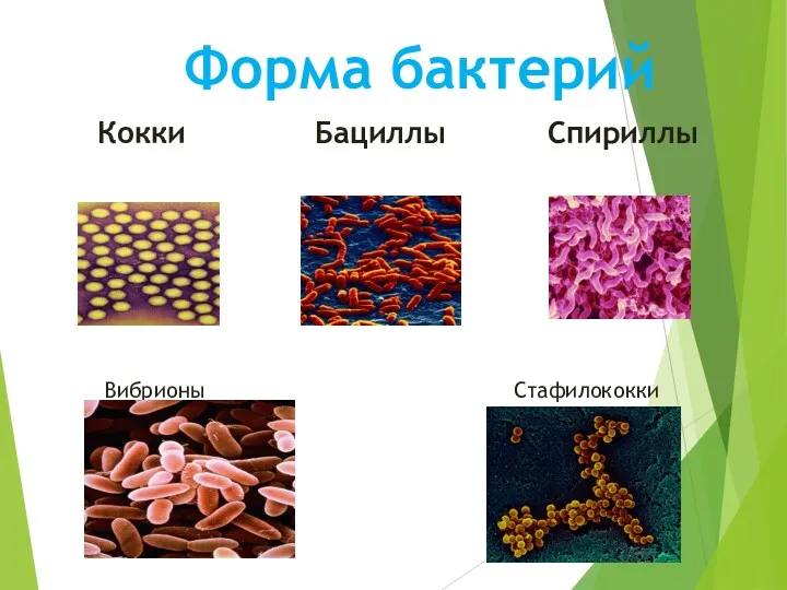 Вибрионы Стафилококки Форма бактерий Кокки Бациллы Спириллы