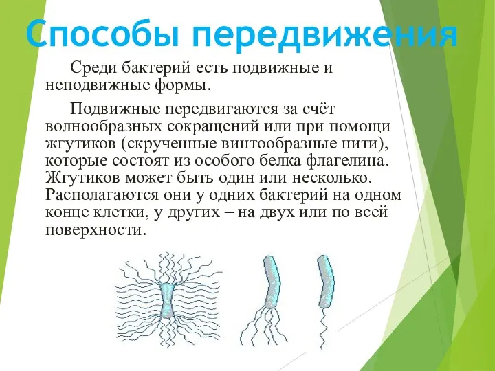 Способы передвижения Среди бактерий есть подвижные и неподвижные формы. Подвижные