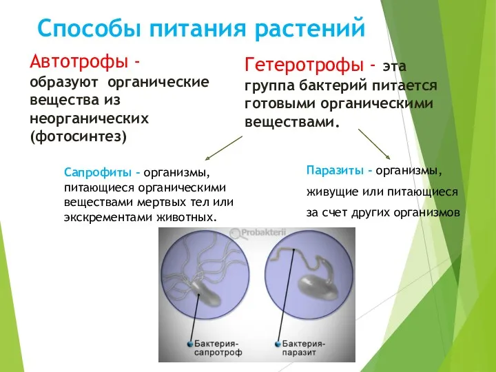 Способы питания растений Автотрофы - образуют органические вещества из неорганических