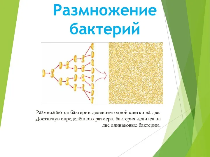 Размножение бактерий Размножаются бактерии делением одной клетки на две. Достигнув