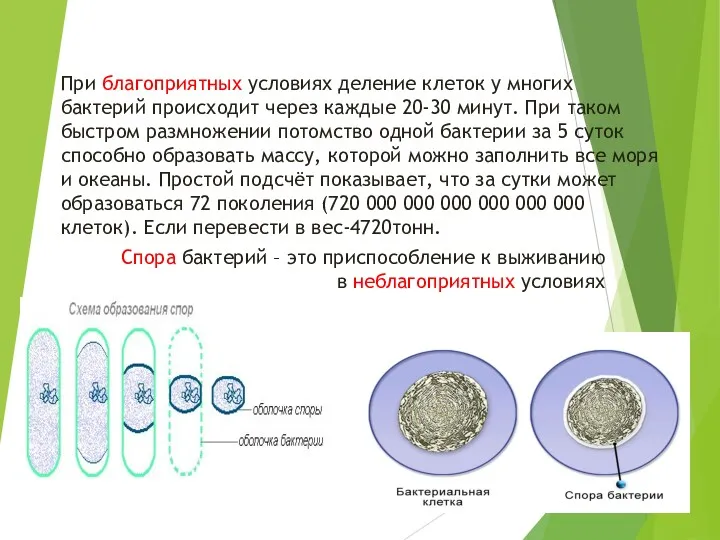 При благоприятных условиях деление клеток у многих бактерий происходит через