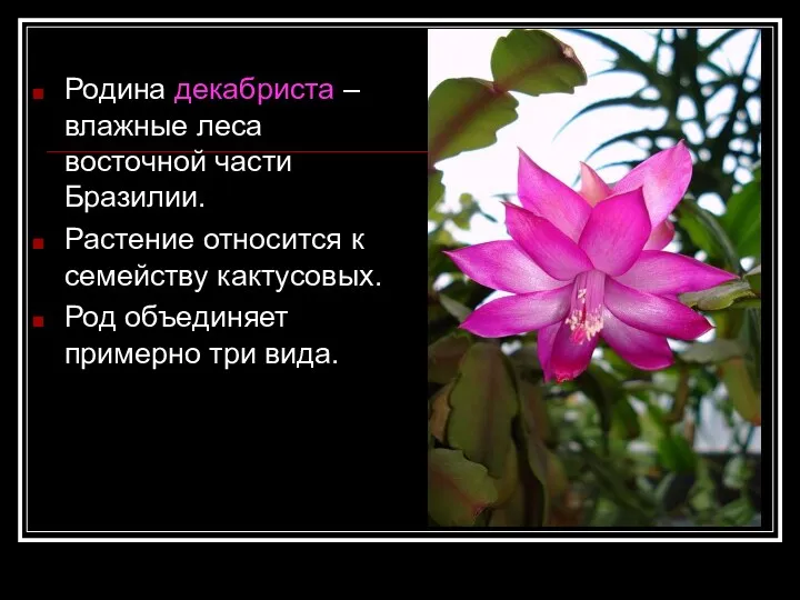 Родина декабриста – влажные леса восточной части Бразилии. Растение относится к семейству кактусовых.