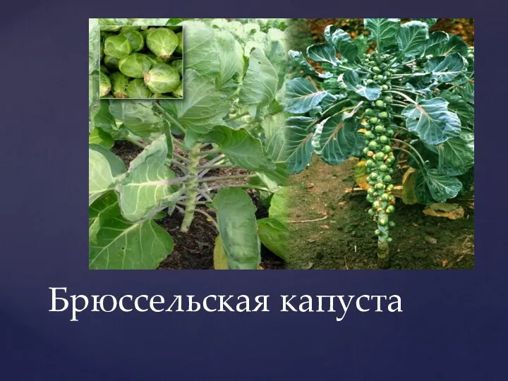 Брюссельская капуста