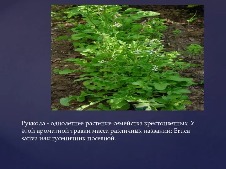 Руккола - однолетнее растение семейства крестоцветных. У этой ароматной травки