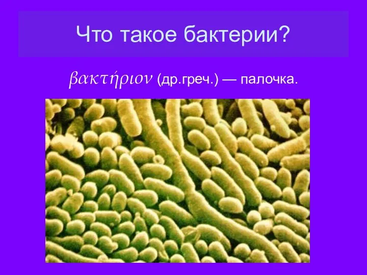 Что такое бактерии? βακτήριον (др.греч.) — палочка.