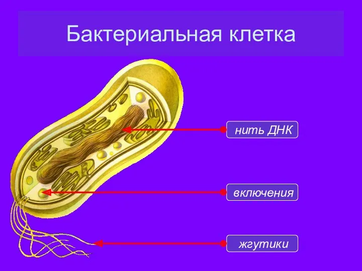 Бактериальная клетка