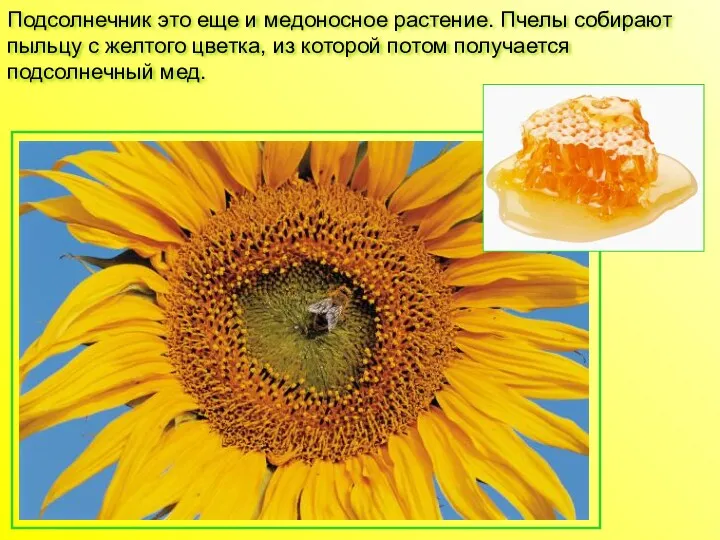 Подсолнечник это еще и медоносное растение. Пчелы собирают пыльцу с желтого цветка, из