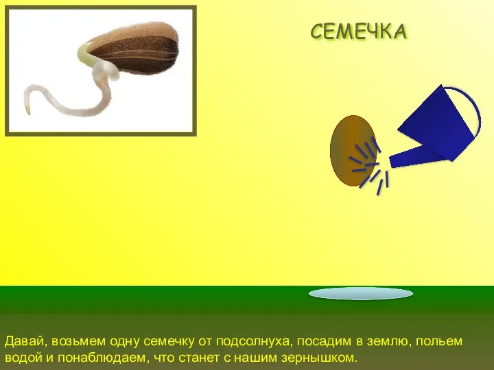 СЕМЕЧКА Давай, возьмем одну семечку от подсолнуха, посадим в землю,