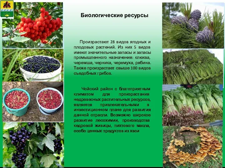Биологические ресурсы Произрастают 28 видов ягодных и плодовых растений. Из них 5 видов