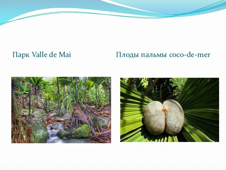 Парк Valle de Mai Плоды пальмы coco-de-mer