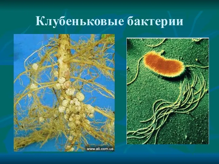 Клубеньковые бактерии